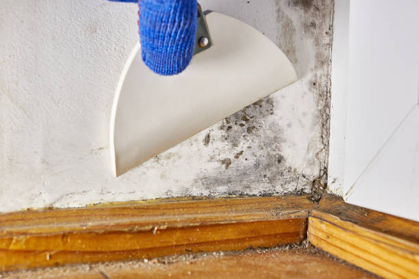 Mold Documentation for Insurance Claims